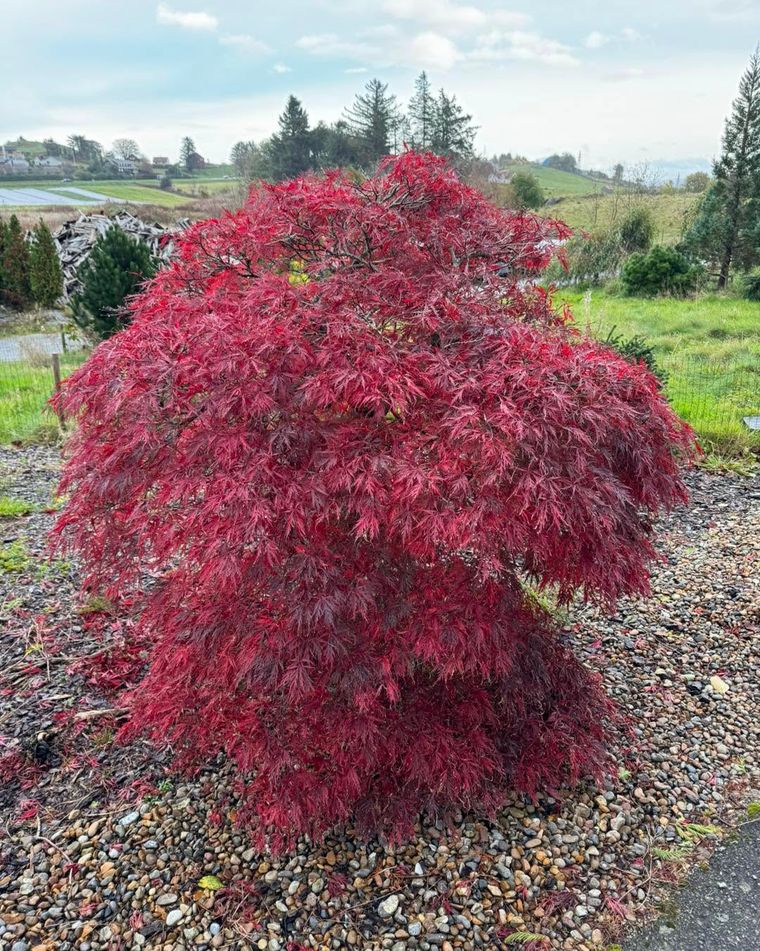 Acer palmatum 'Garnet' – krimsonrød japansk lønn hos Hålands Hagesenter