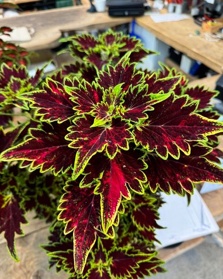 Coleus