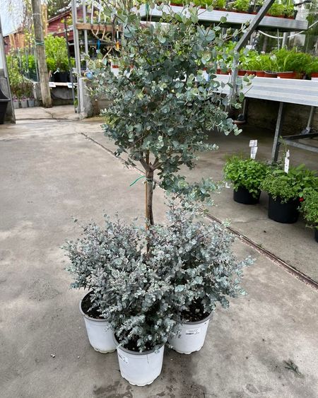 Eucalyptus
