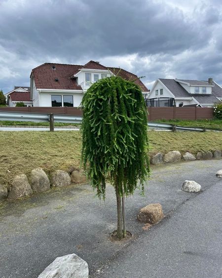 Hengende japanlerk