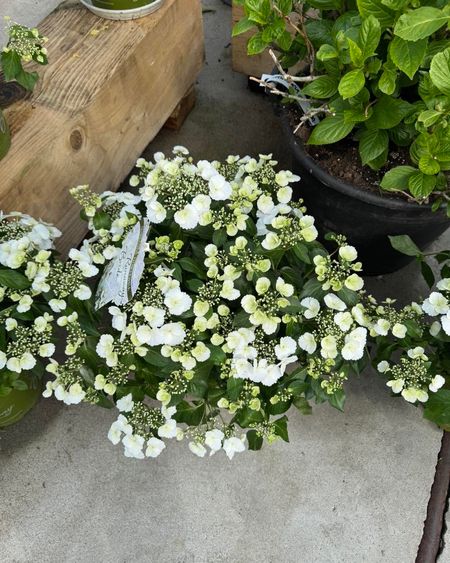 Hortensia 'Runaway Bride'