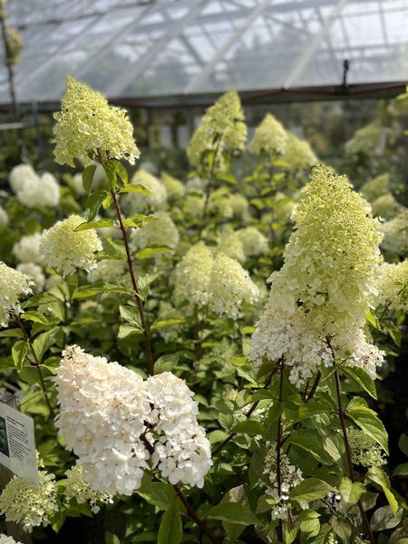 Syrinhortensia 'Polar Bear'
