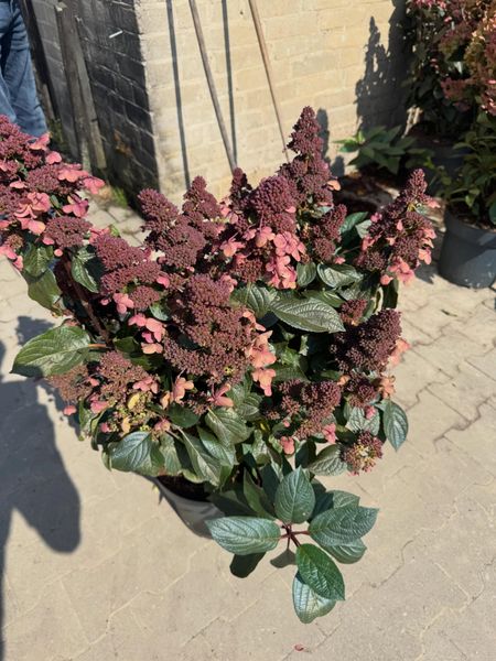 Syrinhortensia 'Living Infinity'