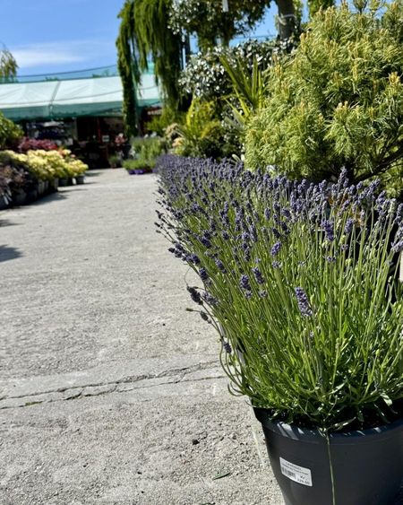 Lavendel