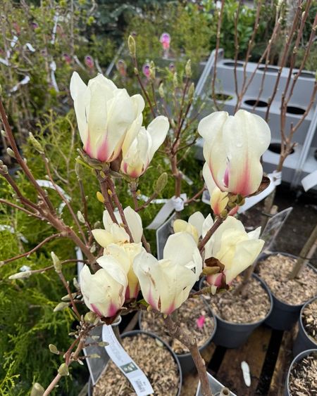 Magnolietre