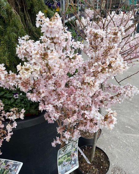 Japansk prydkirsebær