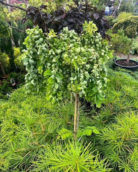 Krokrobinia