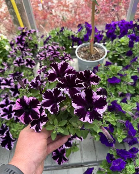 Superpetunia