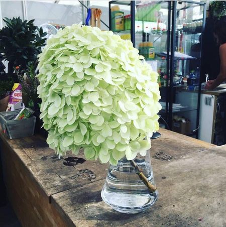 Vierhortensia 'Annabelle'